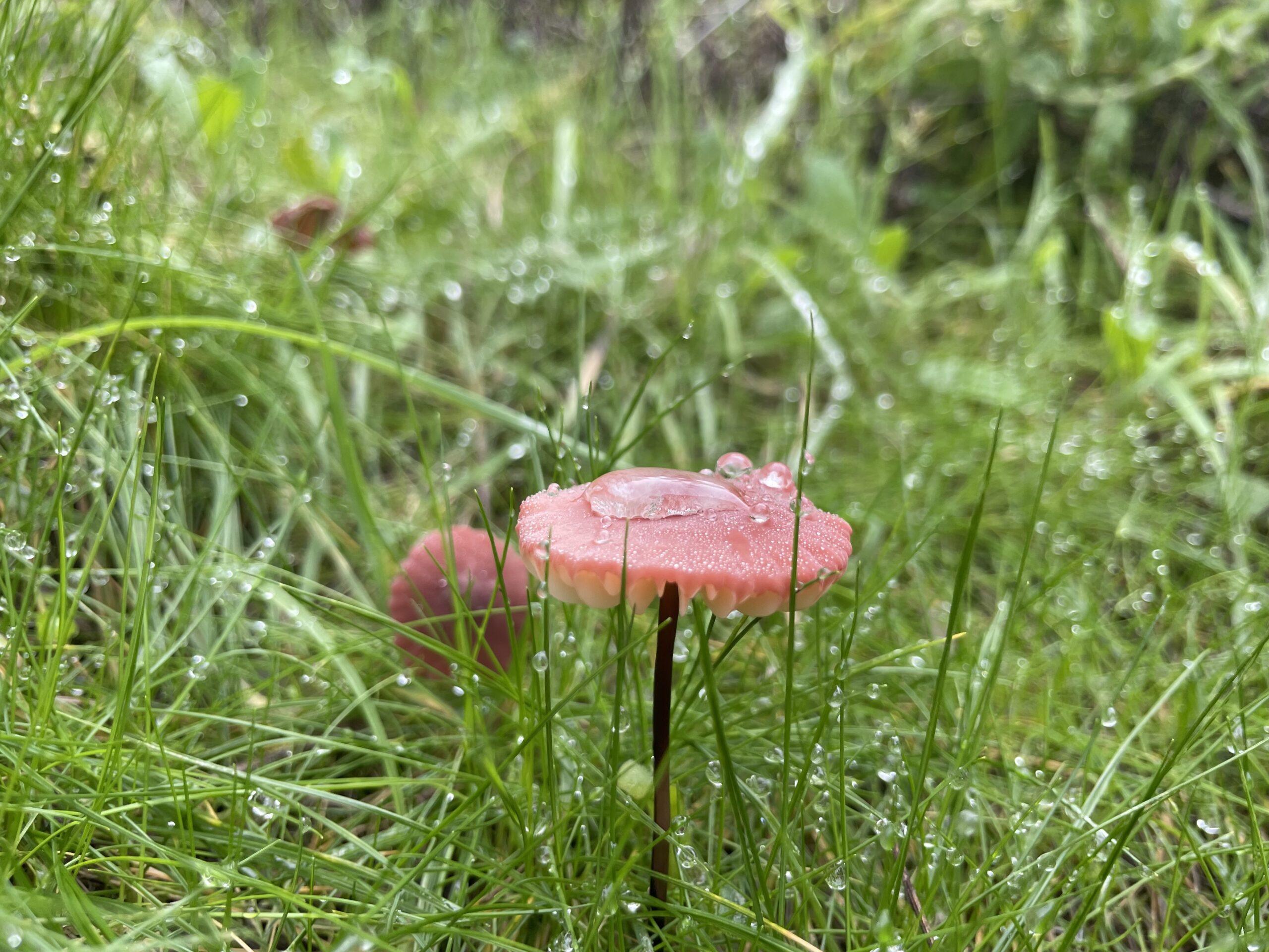 red mushroom growing in reserve