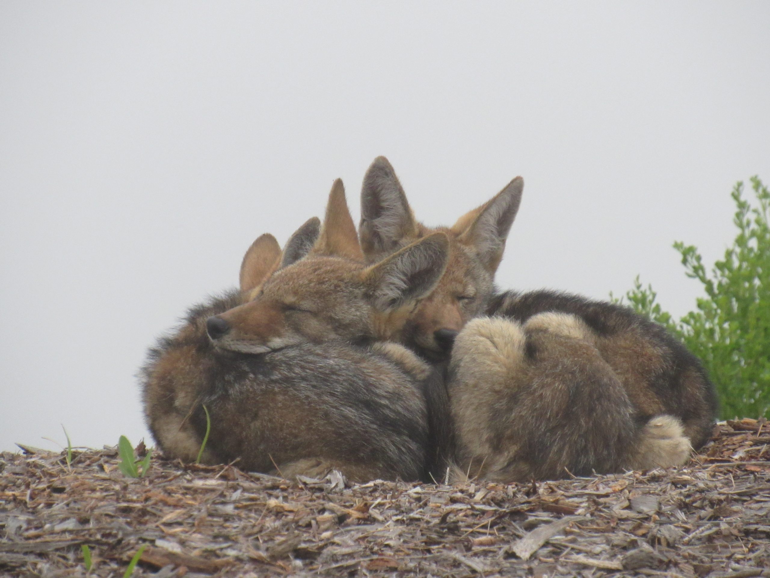 coyotes sleeping