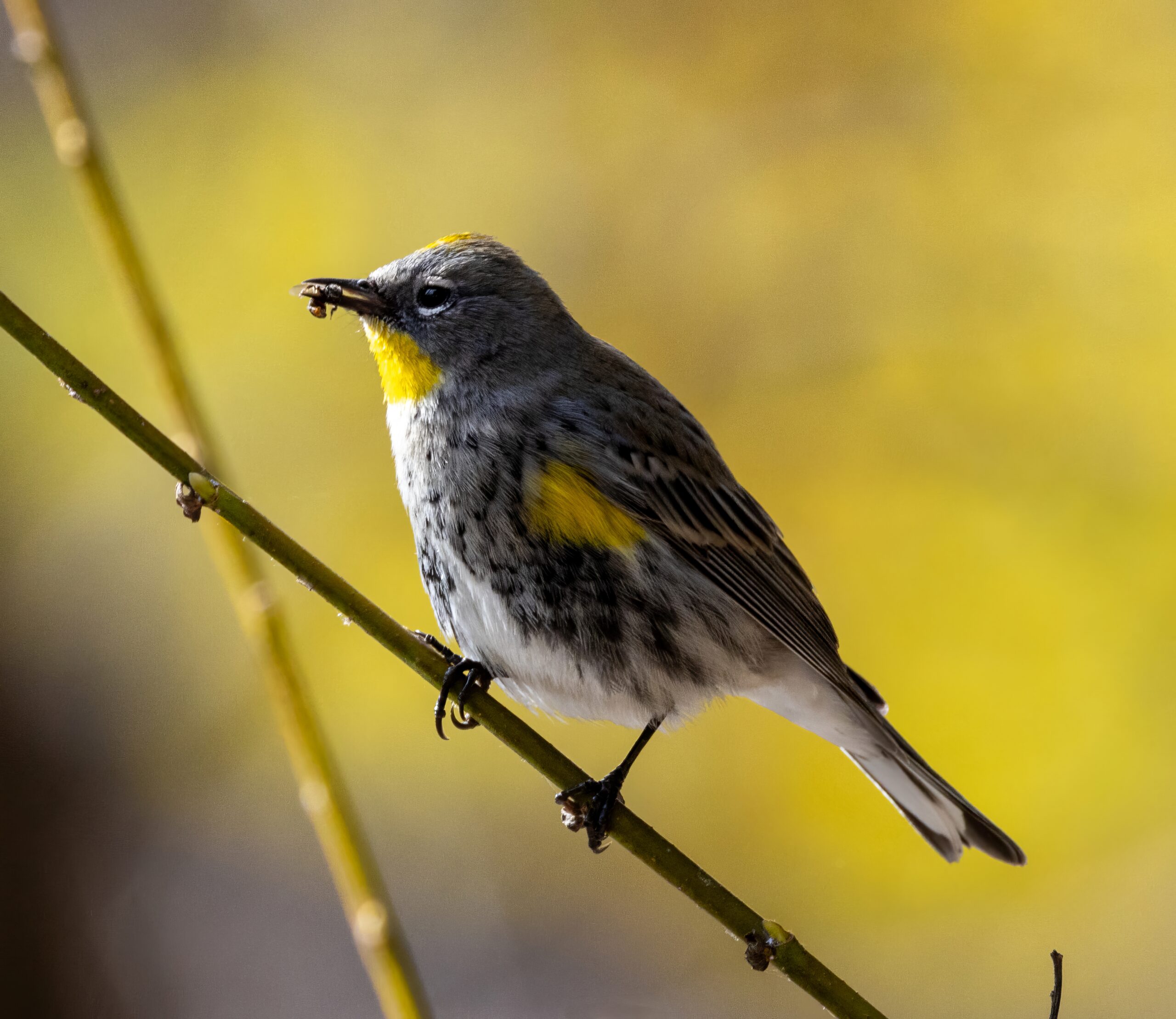 photo-warbler with bee in beak