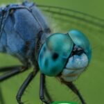 View post "The Amazing Insect Kingdom Up Close with Bill the Bug Guy"