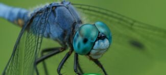 View post "The Amazing Insect Kingdom Up Close with Bill the Bug Guy"